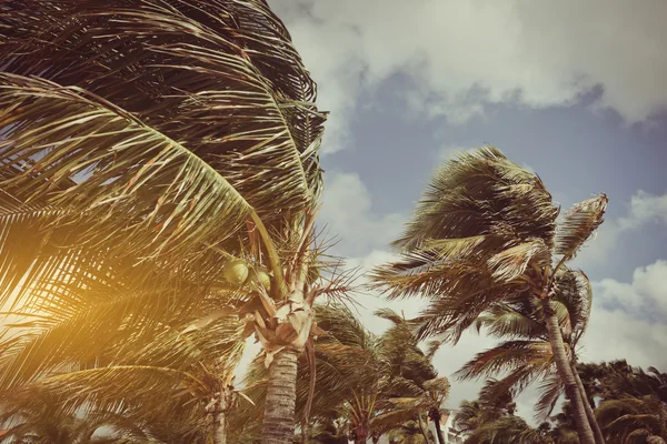 Palmy vlály ve větru — Stock fotografie