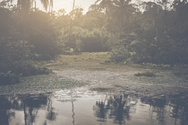 在热带森林中的池塘 — 图库照片