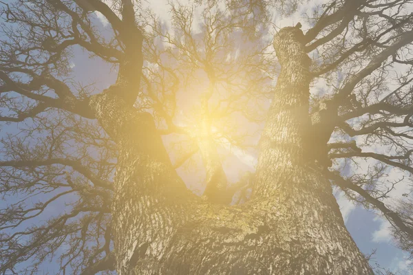 Olhando para a árvore no inverno — Fotografia de Stock