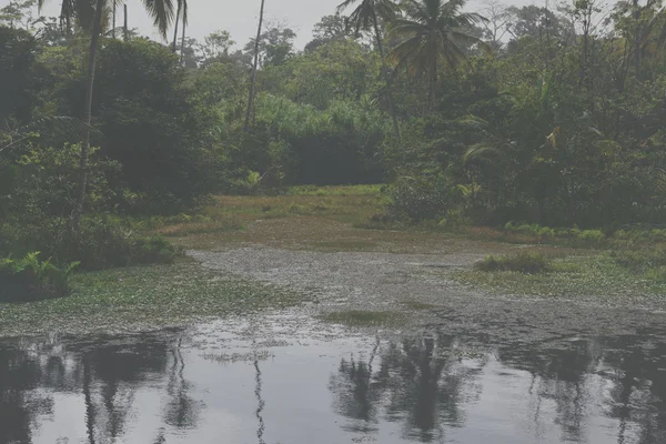 Damm i en tropisk skog — Stockfoto