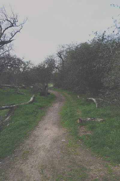 Trilha de caminhadas na floresta de outono — Fotografia de Stock