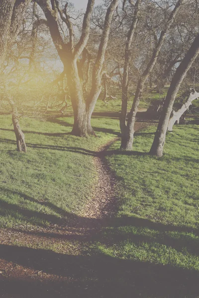 La lumière du soleil dans la forêt d'automne — Photo