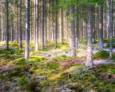 Hjo sweden 'in çam ormanında güneş ışığıyla puslu bir orman.