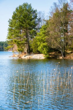 Göteborg İsveç 'teki Delsjon Gölü' nün yanındaki açık yeşil ağaçlar.