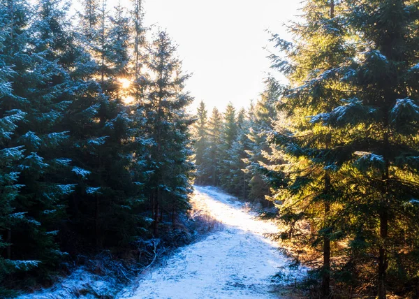 Dimmig Morgon Snötäckt Väg Och Tallskog Nära Hjo Sverige — Stockfoto