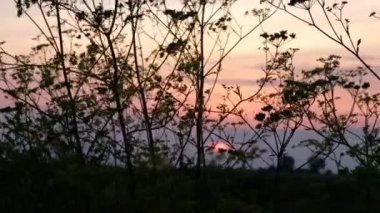 Apiaceae veya Umbelliferae familyasının siluetleri pembe bir günbatımı arka planında rüzgarda sallanıyor. Ukrayna doğası.