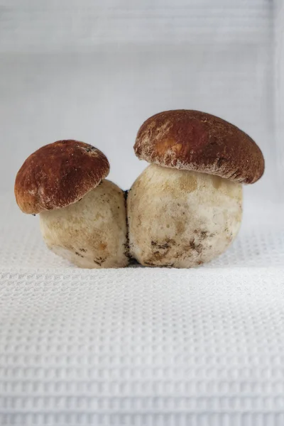 Two boletus mushrooms on a white cotton towel background. Copy space. Vertical image.