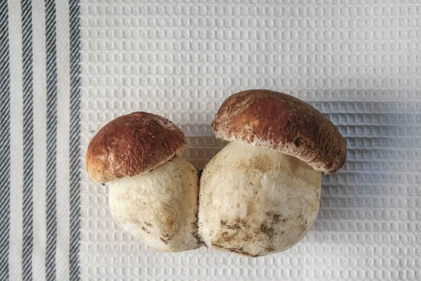 Two boletus mushrooms on a white cotton towel background. Copy space.