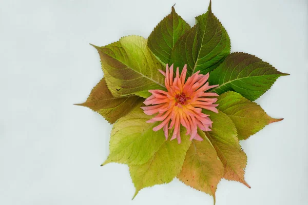 Dahlia Rosa Naranja Sobre Una Colorida Hoja Hortensia Copiar Espacio —  Fotos de Stock