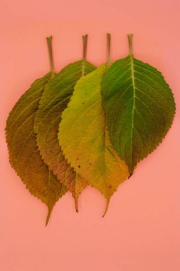 Pembe-turuncu arka planda ortanca renkli sonbahar yaprakları. Dikey resim.