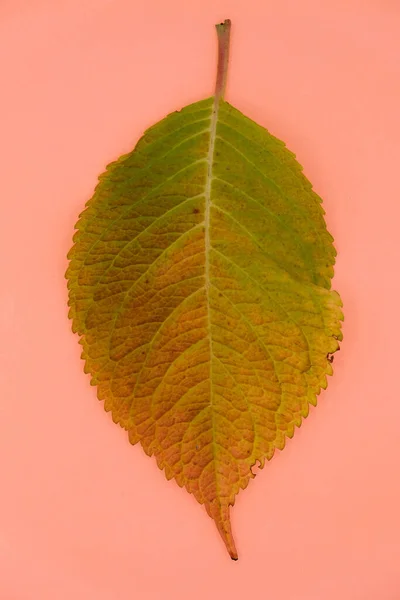 Hortensia Herfstblad Een Roze Oranje Oppervlak Verticaal Beeld — Stockfoto