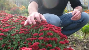 Bahçesinde kasımpatı çiçeği okşayan bir adam. Kardinal renginde kasımpatı çalıları. Güneşe karşı. Hobi konsepti.