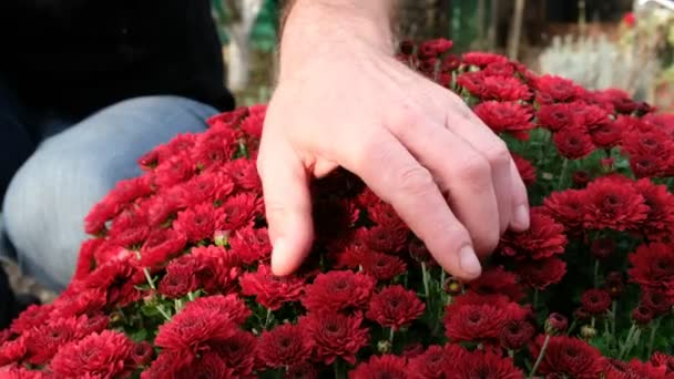 Mão Masculina Forte Acaricia Crescido Crisântemo Flores Cor Cardinal Casa — Vídeo de Stock