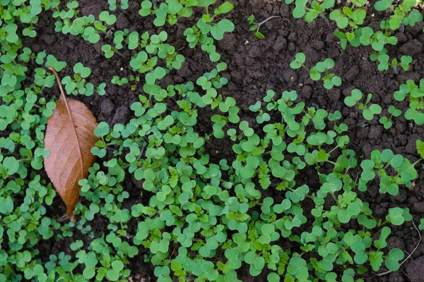 Plantas Jóvenes Mostaza Para Suelo Sano Estiércol Verde Rápido Crecimiento —  Fotos de Stock