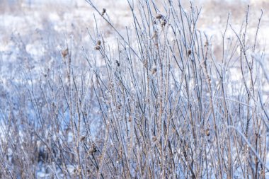 Buz kristallerindeki kuru çimenler. Ukrayna 'da güneşli, soğuk bir sabah. Noel zamanı. Boşluğu kopyala.