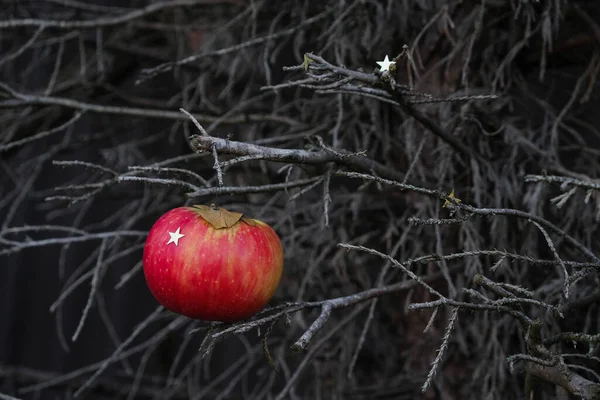 Rött Juläpple Bakgrund Torra Trädgrenar Uppfattat Utrymme Mörk Bild — Stockfoto