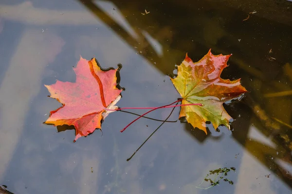 Multicolored sugar maple leaves on the water surface. Copy space.