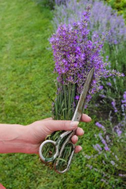Bir kadının elinde lavanta buketi ve makas. Dikey resim.