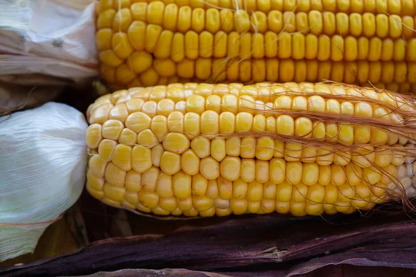 Corn Cobs Harvest Concept Copy Space — Stock Photo, Image