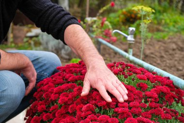 Bahçıvan bahçedeki kasımpatılarla ilgilenir. Ev çiçekleri.