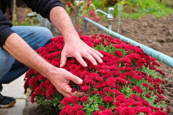 Bahçıvan bahçedeki kasımpatılarla ilgilenir. Ev çiçekleri.