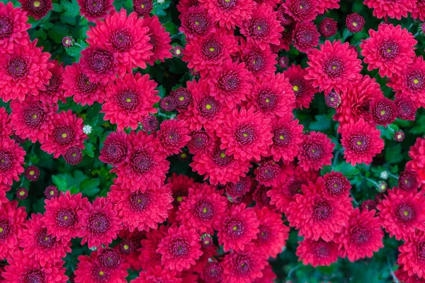 Krizantém Felülete Amaranth Színű Virágot Eszünk Egy Ködös Napon Tapéta — Stock Fotó