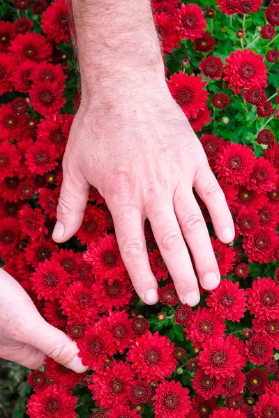 Kertész Gondoskodik Krizantémokról Kertben Függőleges Kép — Stock Fotó