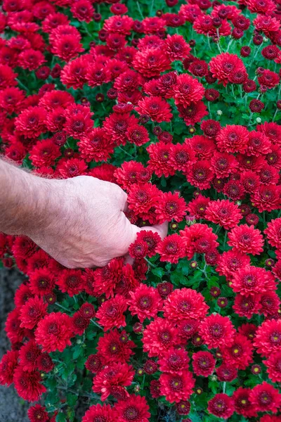 Mãos Jardineiro Peludo Crisântemo Cor Cardinal Flores Orvalho Dia Nebuloso — Fotografia de Stock