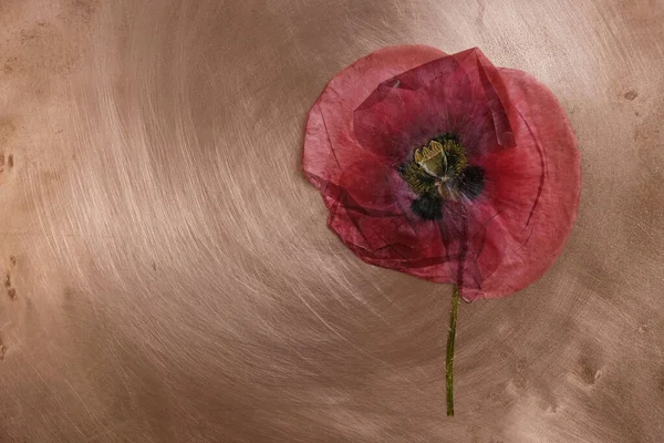 Bunga Opium Kering Permukaan Tembaga Herbarium Minimalisme Wallpaper Salin Ruang — Stok Foto