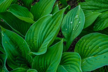 Hosta yağmurdan sonra yüzeye çıktı. Bahçede genç bir hosta var. Ev yetiştirme konsepti. Hobi konsepti.