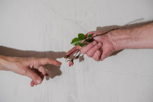 Hands of seniors with rosebuds. Seniors Valentines Day. Relationships, love, and old people concept. A Paraphrase of Creation of Adam. Copy space.