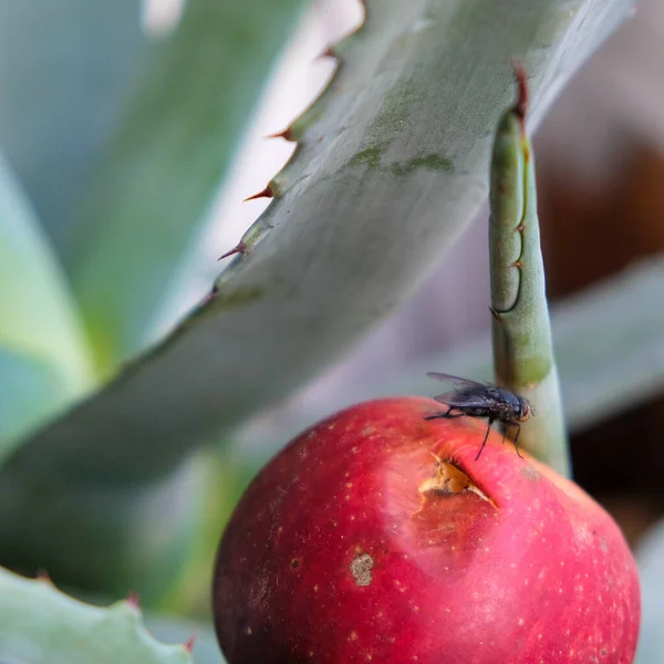 Imagen Borrosa Una Gran Mosca Negra Sentada Sobre Una Manzana — Foto de Stock