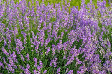 Lavanta tomurcuklanmış. Lavanta hobisi. Ev yapımı. Bahçe tasarımı konsepti. Lavanta ruh hali konsepti. Çiçek terapisi kavramı.