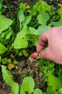 Yeşil bahar yataklarının arka planında çalışan bir adamın ellerinde taze taze turplar. Dikey resim.
