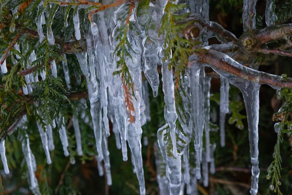 Замороженные Растения Вода Приближается Весна Концепция Дизайна — стоковое фото