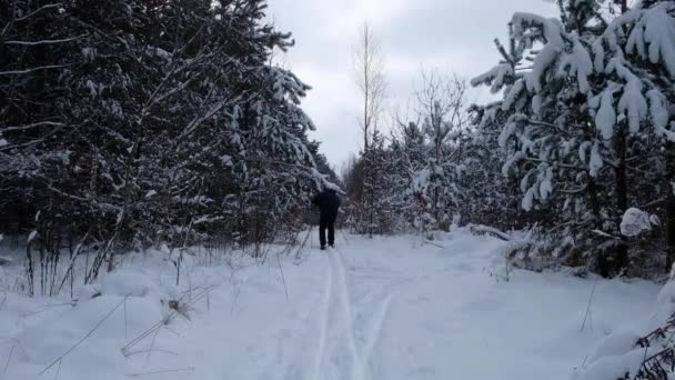 Лыжник Заснеженном Сосновом Лесу Утром Падение Снега Ветки Человека — стоковое видео