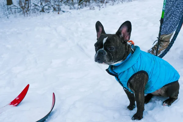Franse Bulldog Blauwe Kleren Sneeuw Kleren Voor Honden Concept Kopieerruimte — Stockfoto