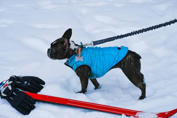 French bulldog on a leash in blue pet clothes stands in the snow near red skis. Rest with a dog.