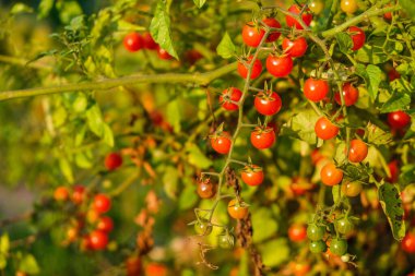 Güneşli bir günde bahçede frenk üzümü domatesi. Ev yetiştirme konsepti. Domates hastalığı konsepti.