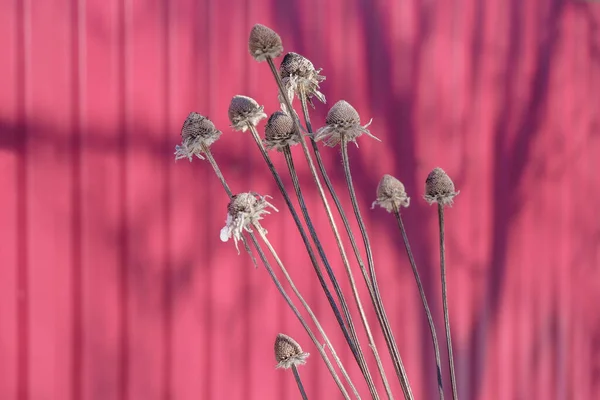Flores Secas Sobre Una Superficie Metal Rosa Fondo Pantalla Copiar — Foto de Stock