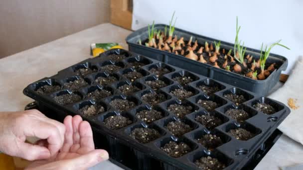 種子トレイの細胞に種を植える女性の手 85歳の女の趣味 家の成長の概念 現実世界の人々の概念 — ストック動画