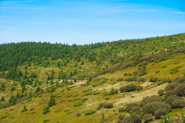 Mountain landscape with spruce and juniper. Ecology concept. Copy space.