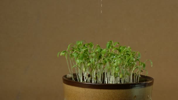 Zavlažování Mikrozeleně Keramickém Hrnci Semenná Klíčivost Doma Vegetariánský Zdravý Stravovací — Stock video