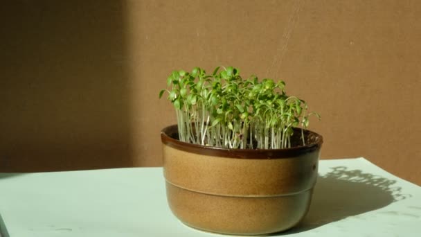 Podlewanie Mikrozieleni Zielone Kiełki Ceramicznym Garnku Dom Rośnie Słoneczny Poranek — Wideo stockowe