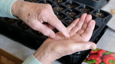 85 yaşındaki bir kadının avucundaki tohumlar. Ev yetiştirme konsepti. Yaşlıların hobi anlayışı.