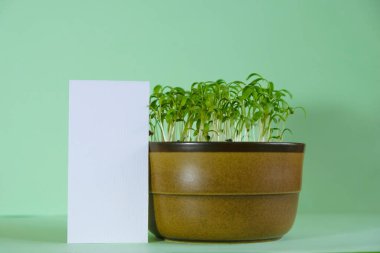 Menü kartı maketi ve naneli arkaplanda büyüyen mikro yeşiller. Boşluğu kopyala.