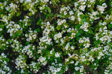 Bahçede begonya begonyası. Üst görünüm.