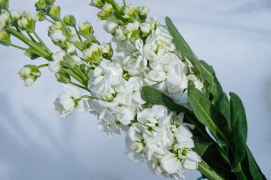 Beyaz Matthiola Incana çiçekleri. Kar arka planında Matthiola şubesi. Uzayı kopyala Saf güzellik konsepti.