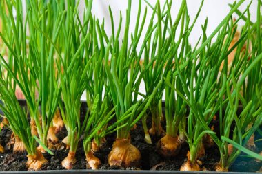 Yeşil soğan arka planı. Pencerenin kenarındaki yeşil yatak. Ev yetiştirme.