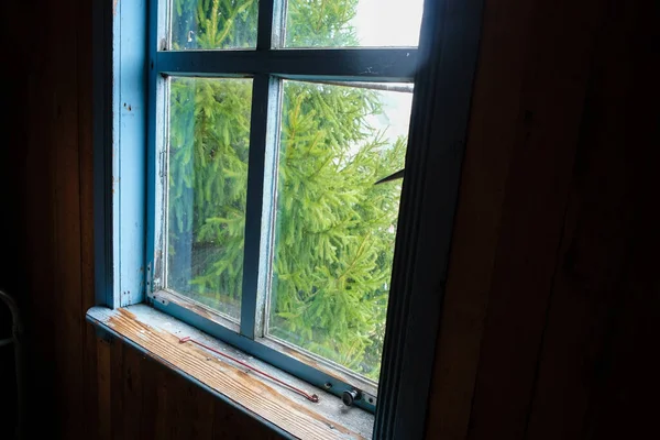 Weathered window sill and window frame in an old wooden house. Behind the dirty glass is blurred spruce. Old houses concept. Unexpected angle. Copy space.